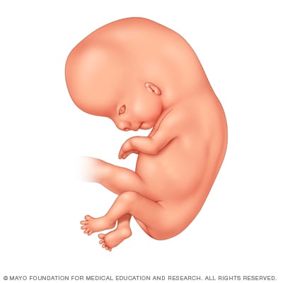 Illustration of embryo eight weeks after conception