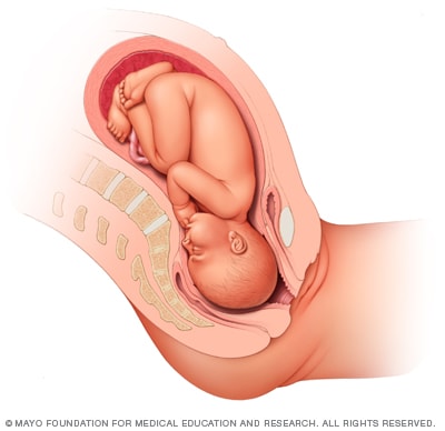 Illustration of fetus 37 weeks after conception