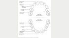 Baby teeth diagram
