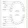 Baby teeth diagram
