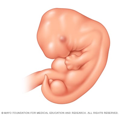 Illustration of embryo five weeks after conception