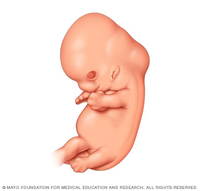 Illustration of embryo six weeks after conception